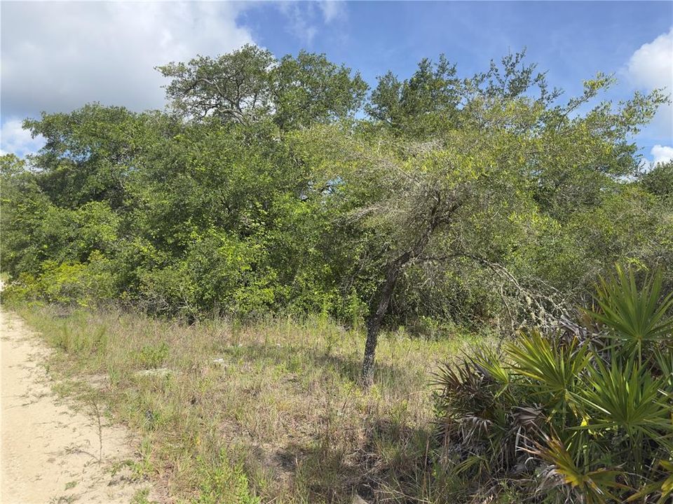 待售: $40,000 (1.25 acres)