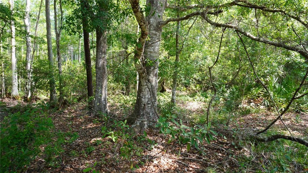 For Sale: $125,000 (5.00 acres)