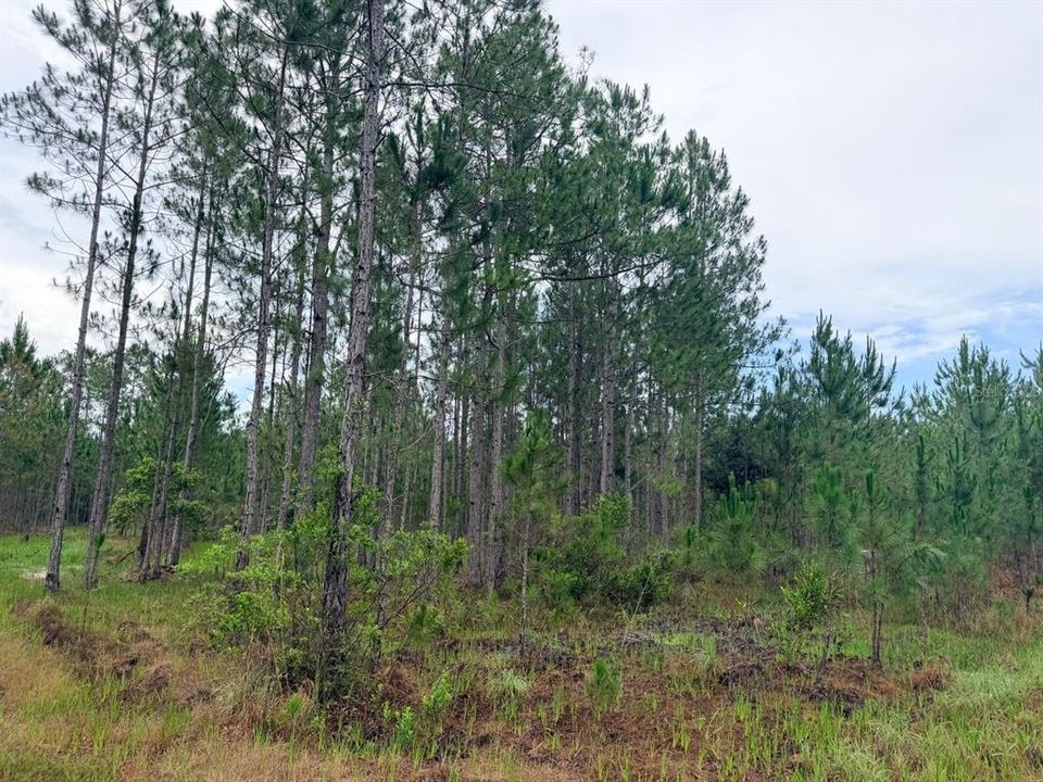 For Sale: $789,900 (65.45 acres)