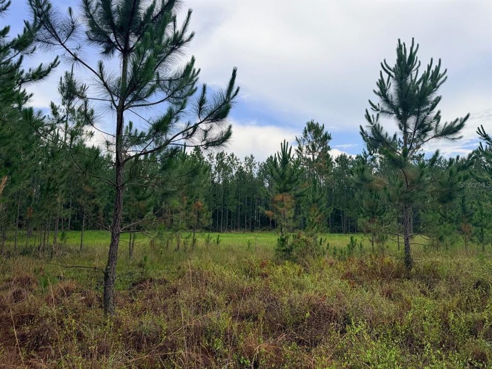 For Sale: $789,900 (65.45 acres)