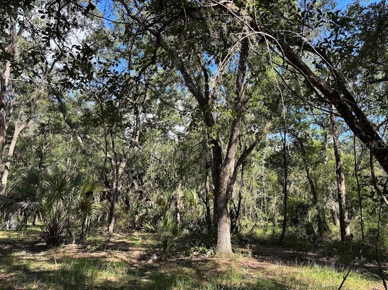 For Sale: $248,500 (17.22 acres)