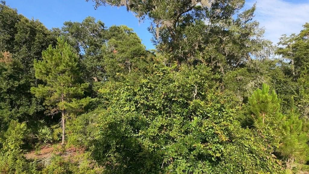 For Sale: $55,000 (0.26 acres)