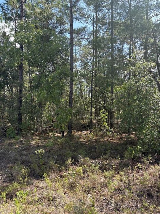 На продажу: $25,000 (1.01 acres)