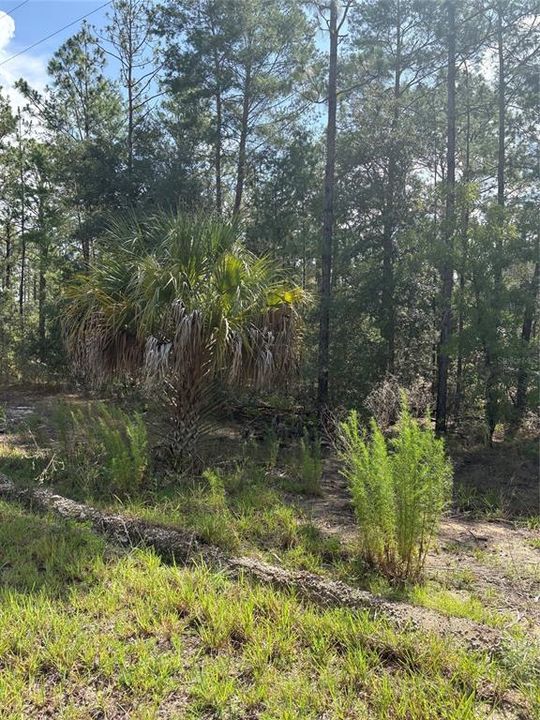 На продажу: $25,000 (1.01 acres)