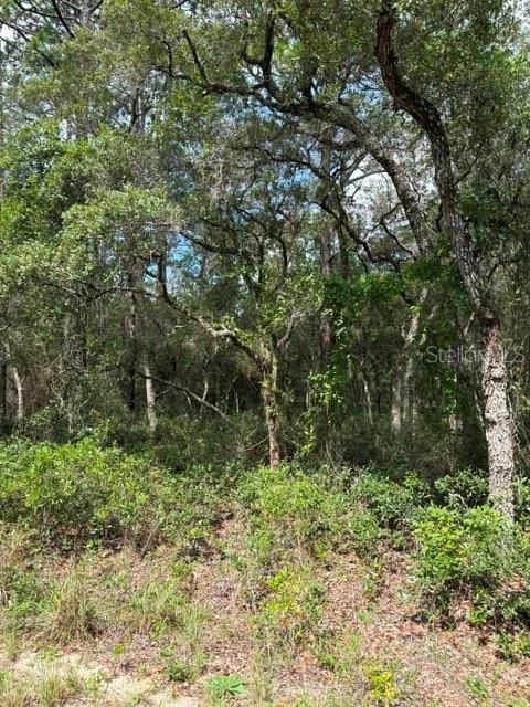 На продажу: $25,000 (1.00 acres)
