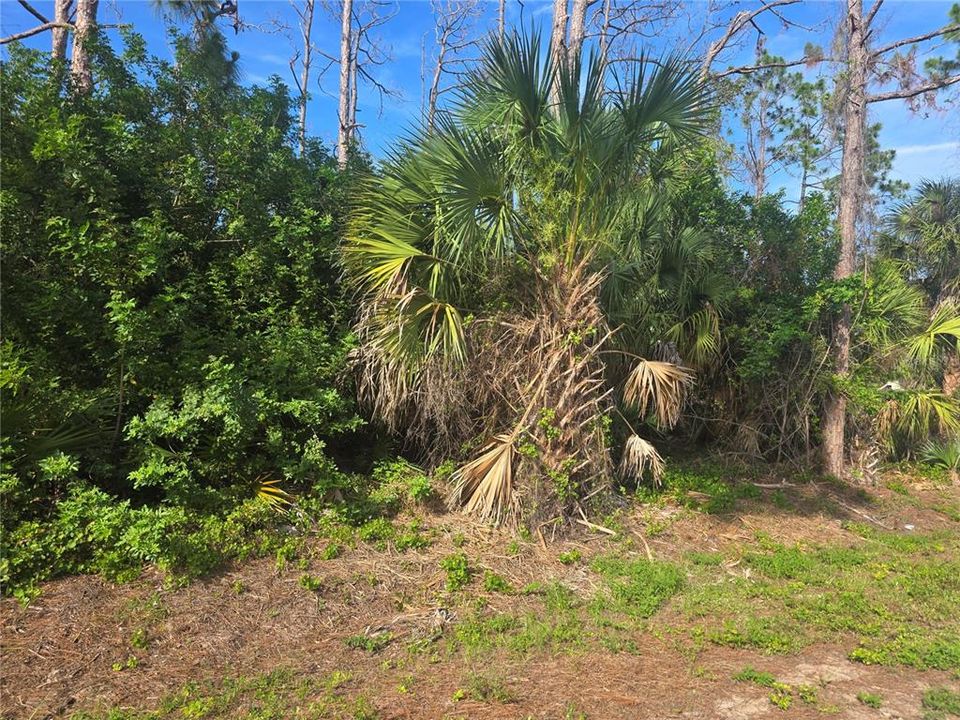 En Venta: $24,500 (0.23 acres)