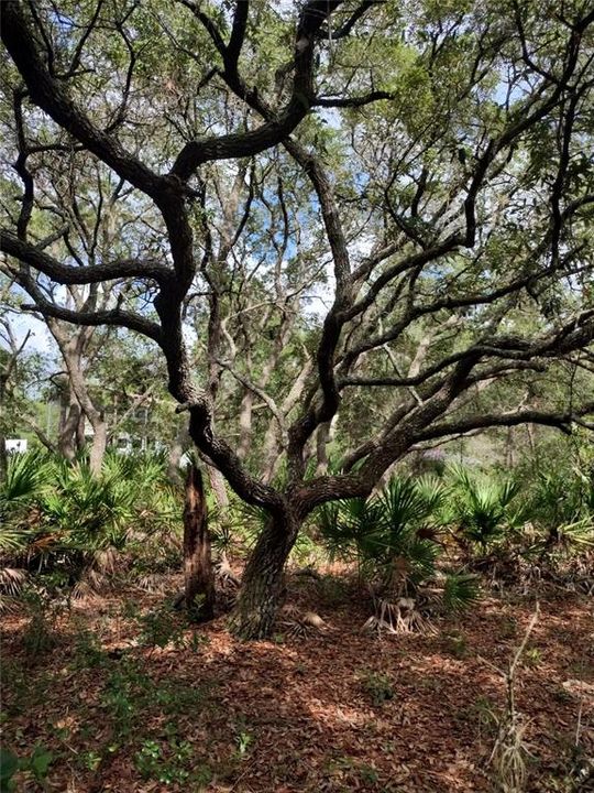 For Sale: $78,000 (2.48 acres)
