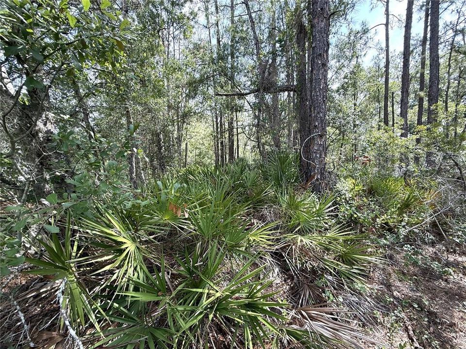 For Sale: $47,000 (1.01 acres)