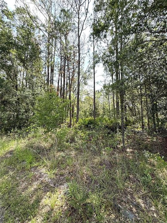For Sale: $47,000 (1.01 acres)