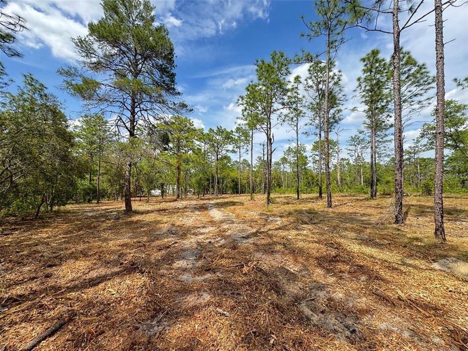 For Sale: $31,900 (0.99 acres)