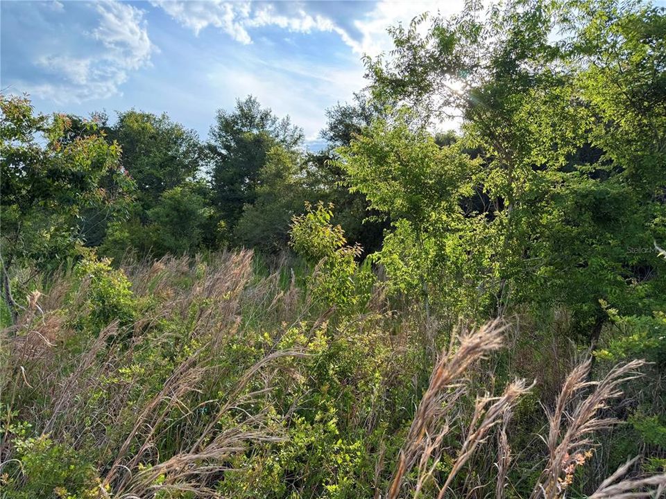 For Sale: $83,000 (12.10 acres)
