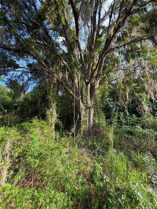 For Sale: $83,000 (12.10 acres)