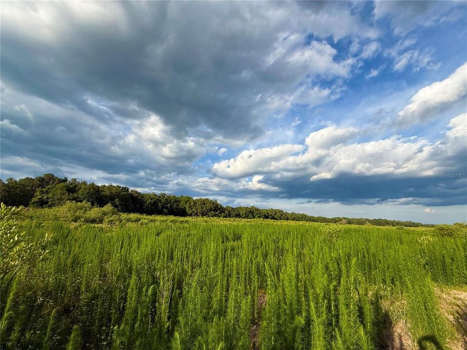 For Sale: $83,000 (12.10 acres)