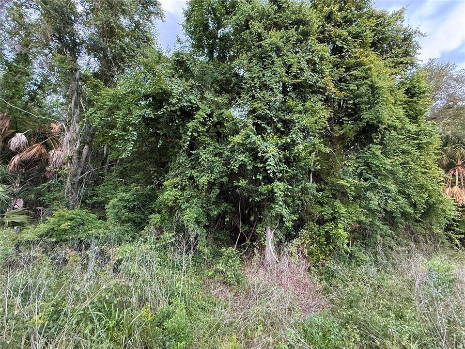 For Sale: $83,000 (12.10 acres)