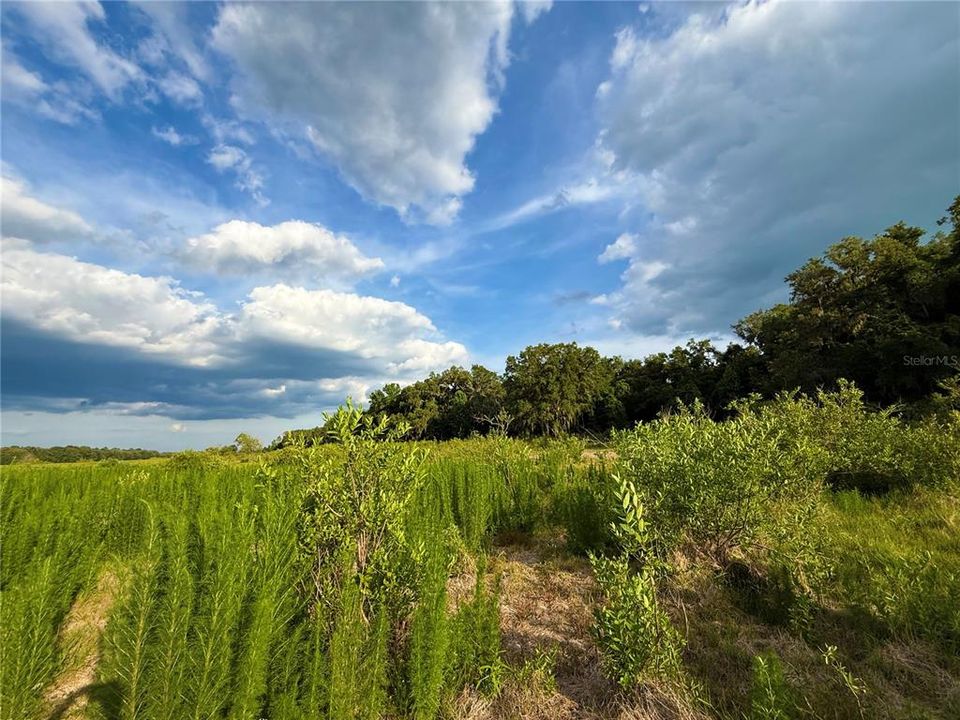 For Sale: $83,000 (12.10 acres)