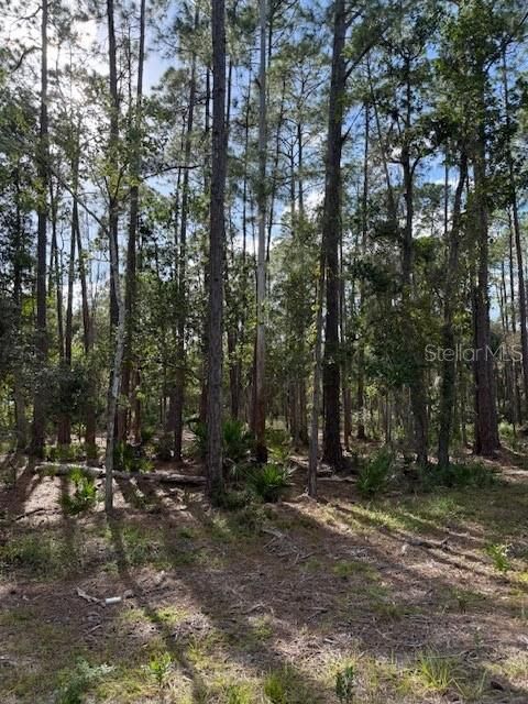 For Sale: $23,900 (1.01 acres)
