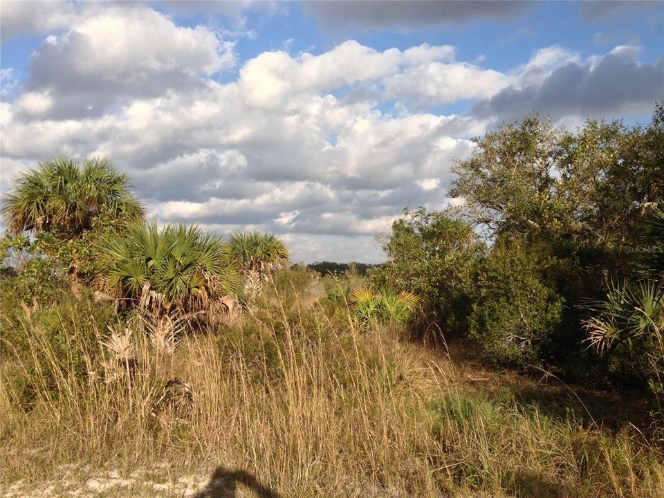 For Sale: $99,000 (5.00 acres)