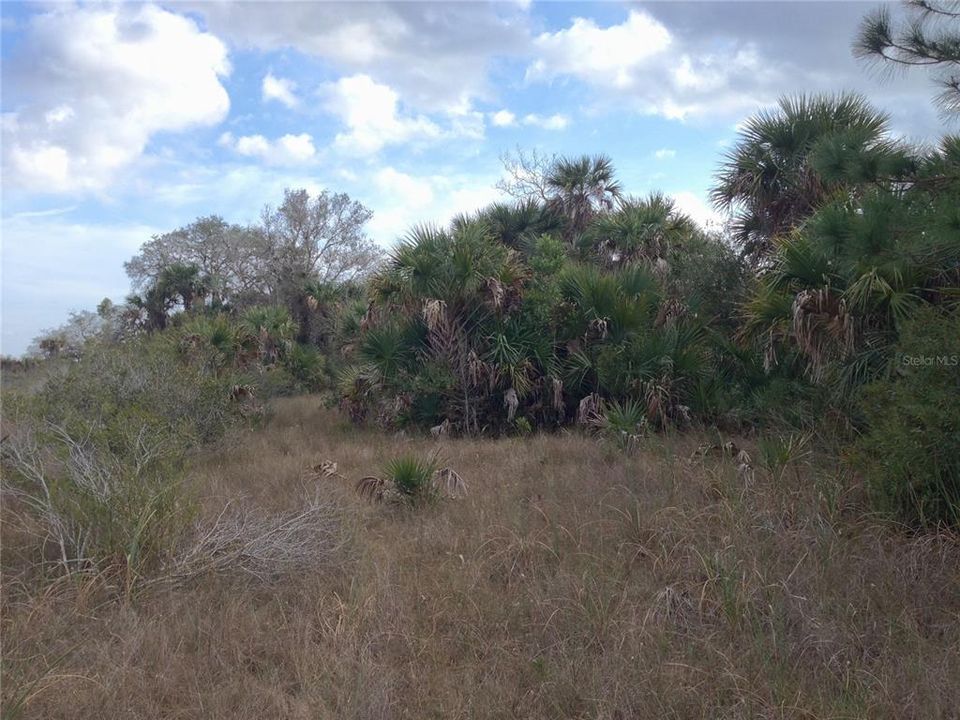For Sale: $99,000 (5.00 acres)