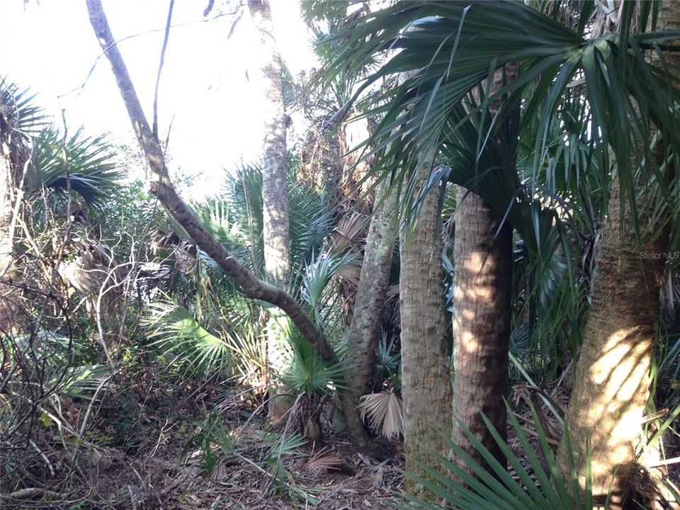 For Sale: $99,000 (5.00 acres)