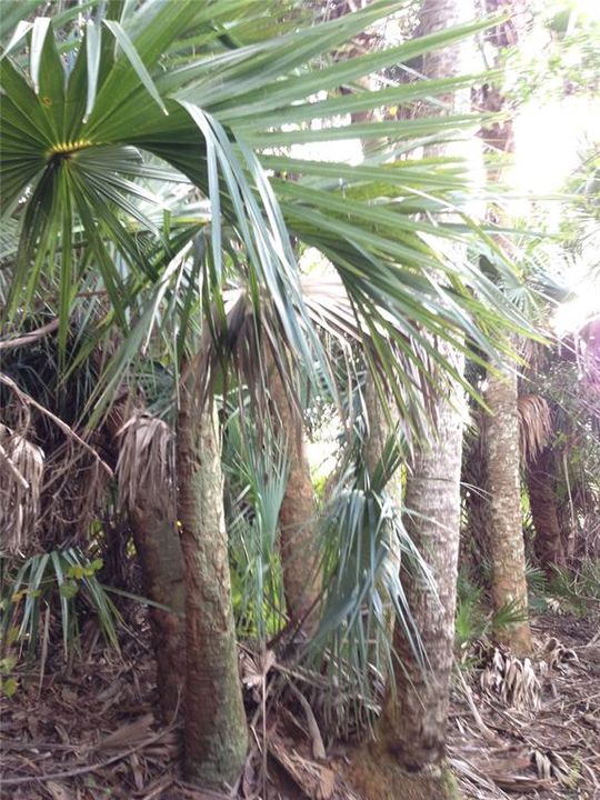 For Sale: $99,000 (5.00 acres)