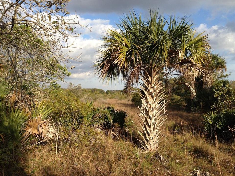 For Sale: $99,000 (5.00 acres)