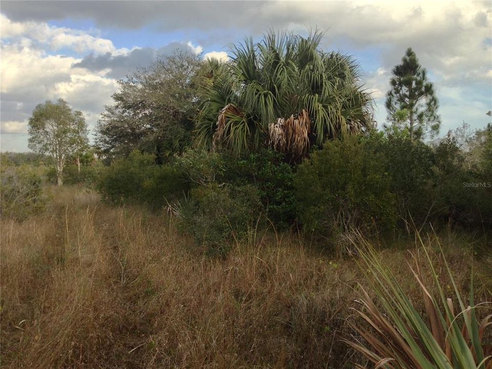 For Sale: $99,000 (5.00 acres)