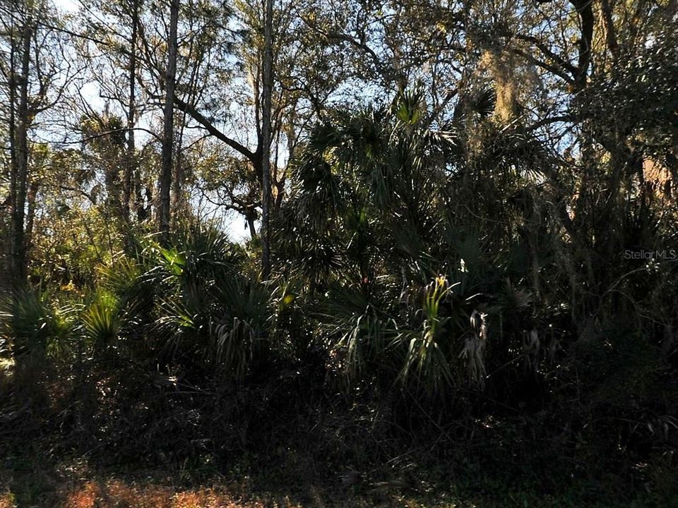 For Sale: $10,000 (0.24 acres)