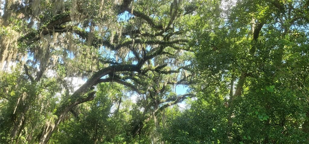 For Sale: $375,000 (3.56 acres)