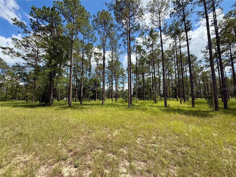 For Sale: $435,000 (5.00 acres)