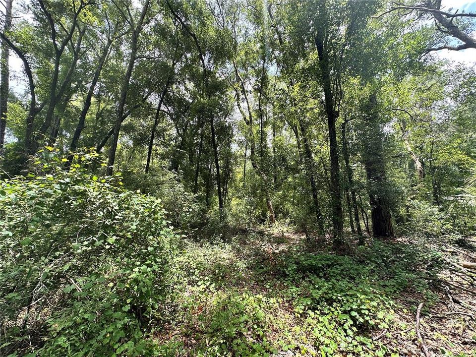 For Sale: $24,900 (1.21 acres)