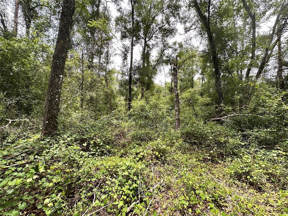 For Sale: $24,900 (1.21 acres)
