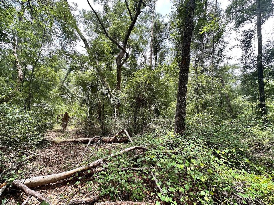 For Sale: $24,900 (1.21 acres)