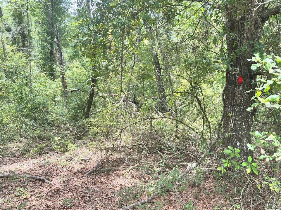 For Sale: $24,900 (1.21 acres)