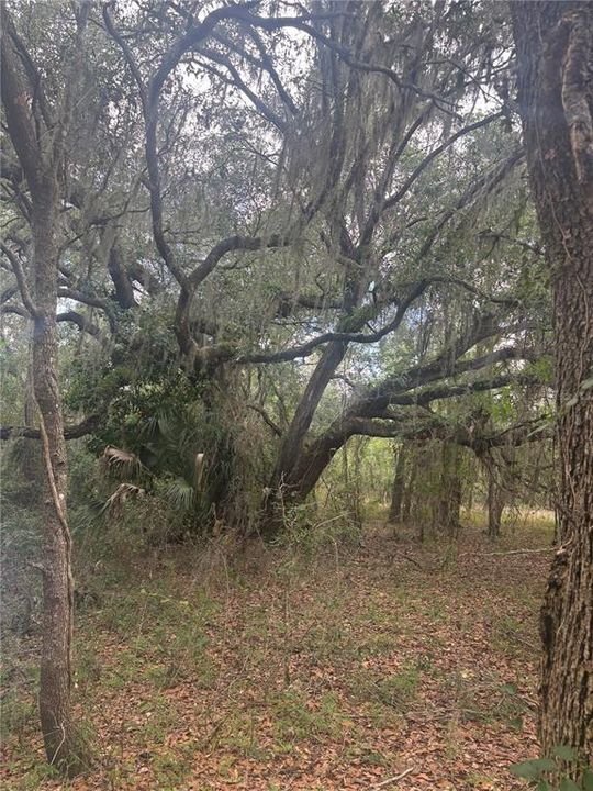 На продажу: $399,000 (16.60 acres)