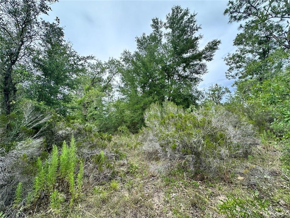 For Sale: $35,000 (1.25 acres)