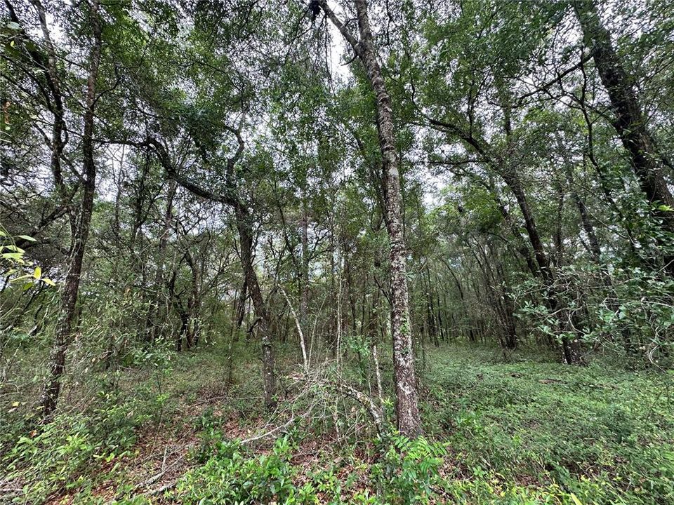 For Sale: $44,000 (1.27 acres)