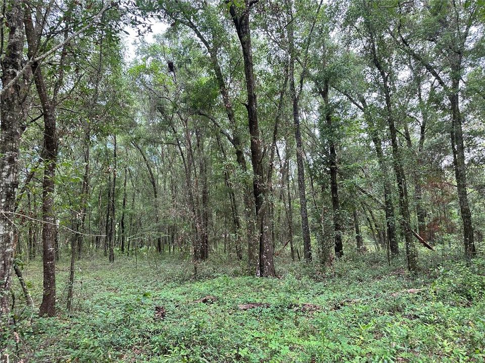 For Sale: $44,000 (1.27 acres)