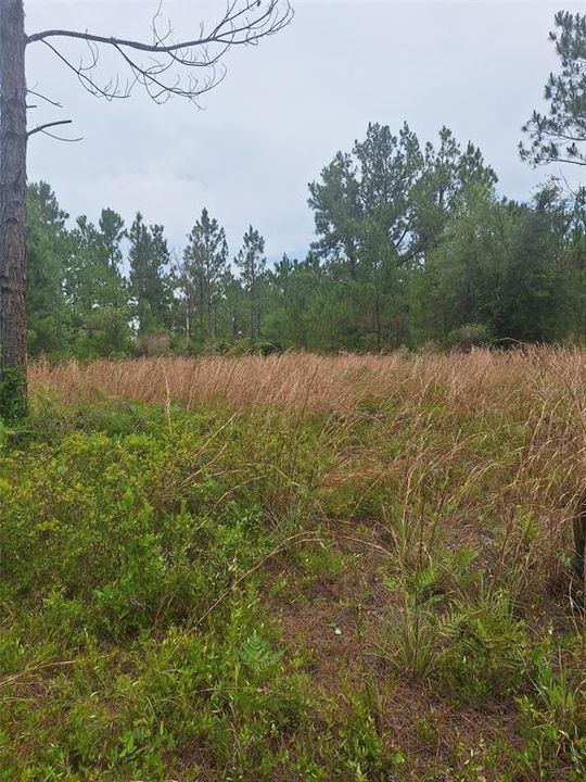 На продажу: $55,000 (15.32 acres)