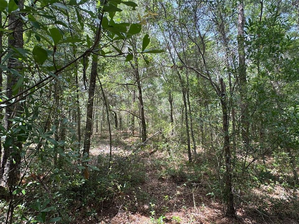 For Sale: $33,000 (0.90 acres)