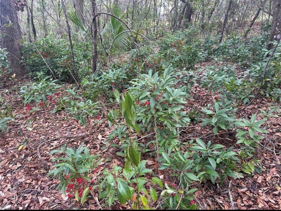 For Sale: $688,000 (11.60 acres)