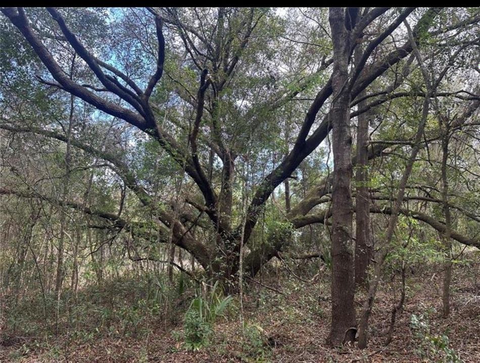 For Sale: $688,000 (11.60 acres)