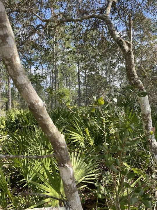 На продажу: $30,000 (0.53 acres)