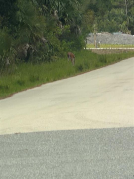 For Sale: $40,000 (0.23 acres)