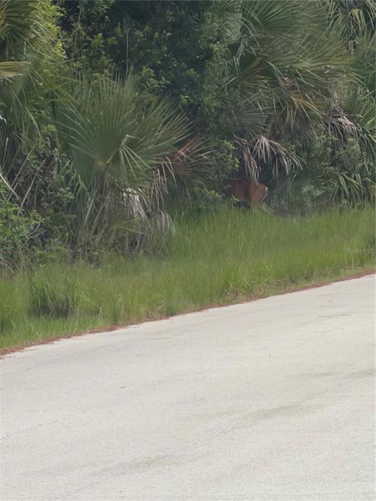 For Sale: $40,000 (0.23 acres)