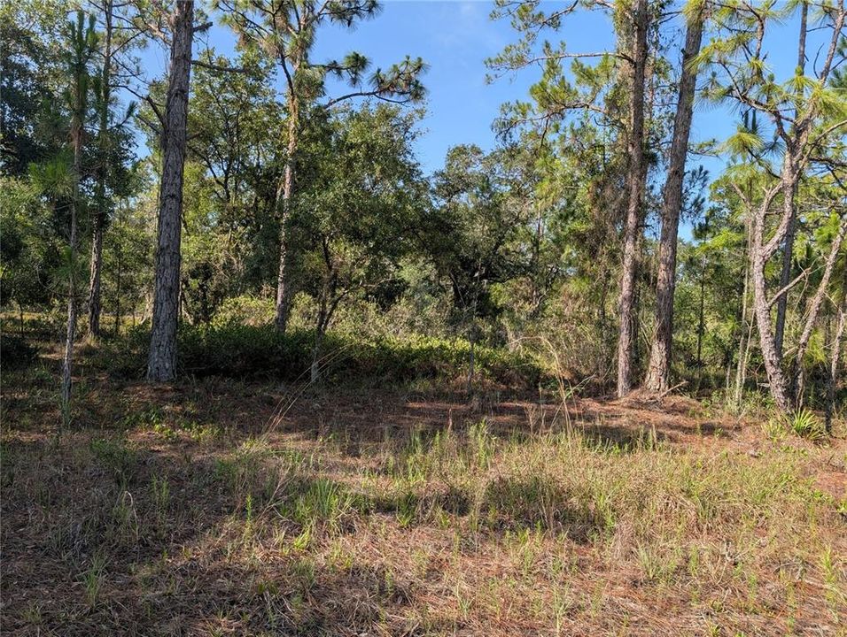 En Venta: $36,000 (1.00 acres)