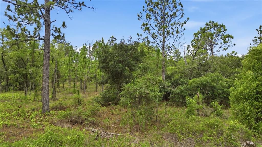For Sale: $39,900 (0.99 acres)