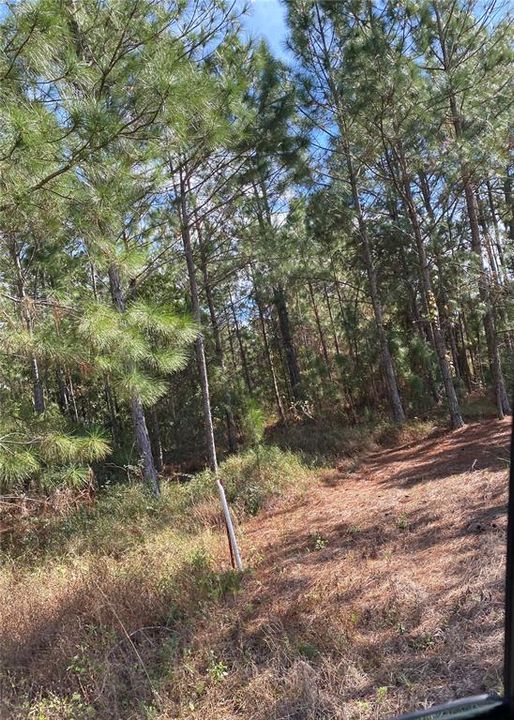 For Sale: $70,000 (5.50 acres)
