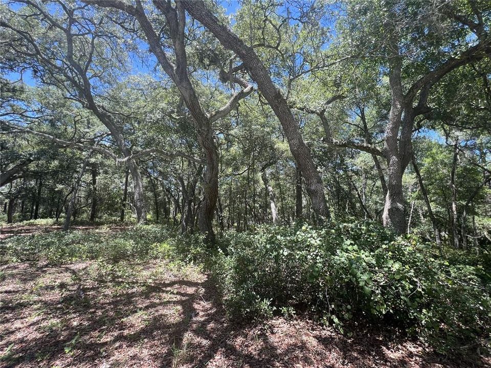 На продажу: $195,000 (2.35 acres)