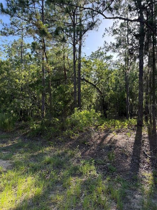 En Venta: $155,000 (1.31 acres)