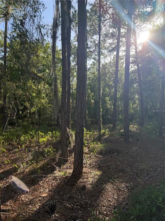 En Venta: $155,000 (1.31 acres)